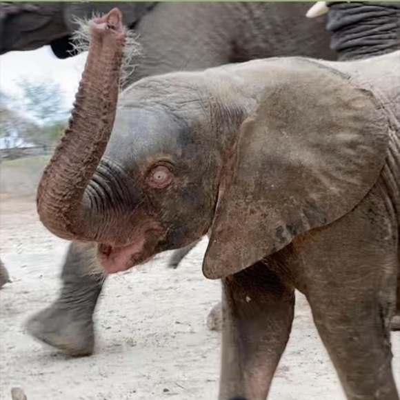 ♥️🐘A Portion Of my Sales Support Orphan Elephants - Picture 5 of 10